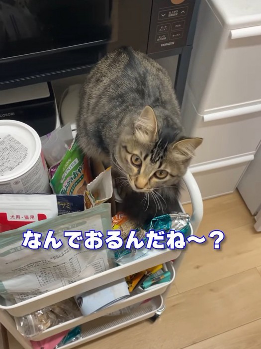 見上げる猫