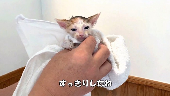 タオルで拭かれる子猫