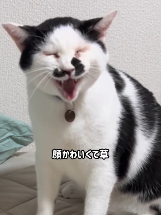 目を閉じて鳴いている猫