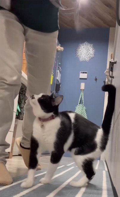 飼い主の足元にいる猫