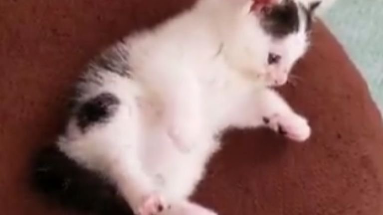 室内にいる子猫