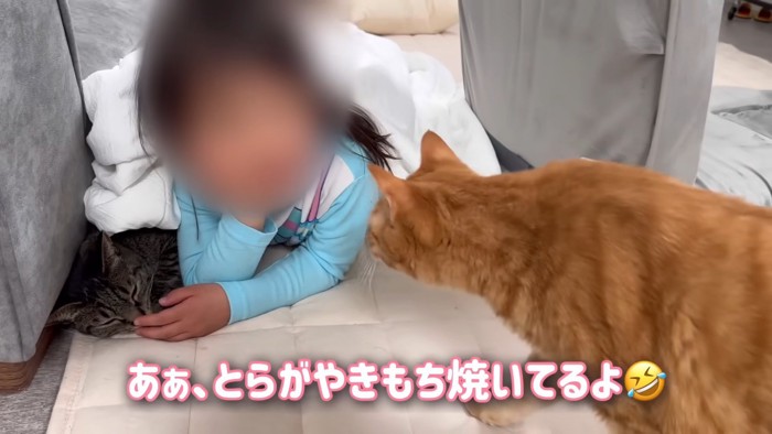 女の子の前にきた茶トラ猫