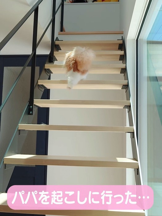 階段を上る猫の後ろ姿