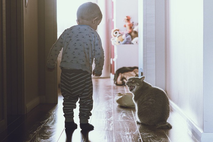 子どもを威嚇する猫