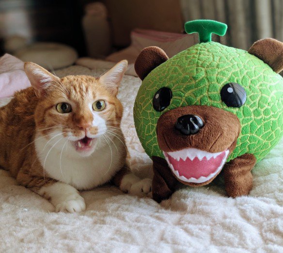 同じ顔をするぬいぐるみと猫