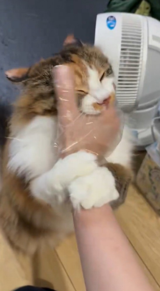 手袋で撫でられる