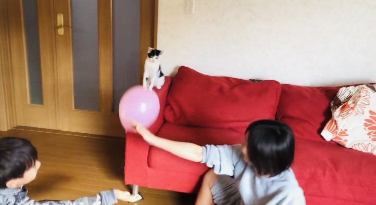 風船でバレーボールをする2人の男の子とハチワレ猫