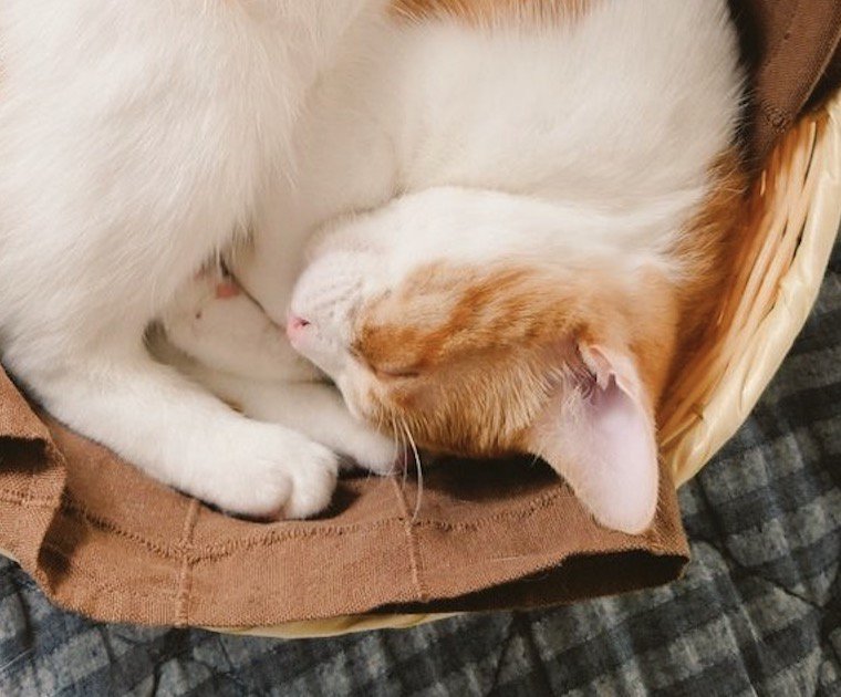 カゴの中で眠る子猫の寝顔