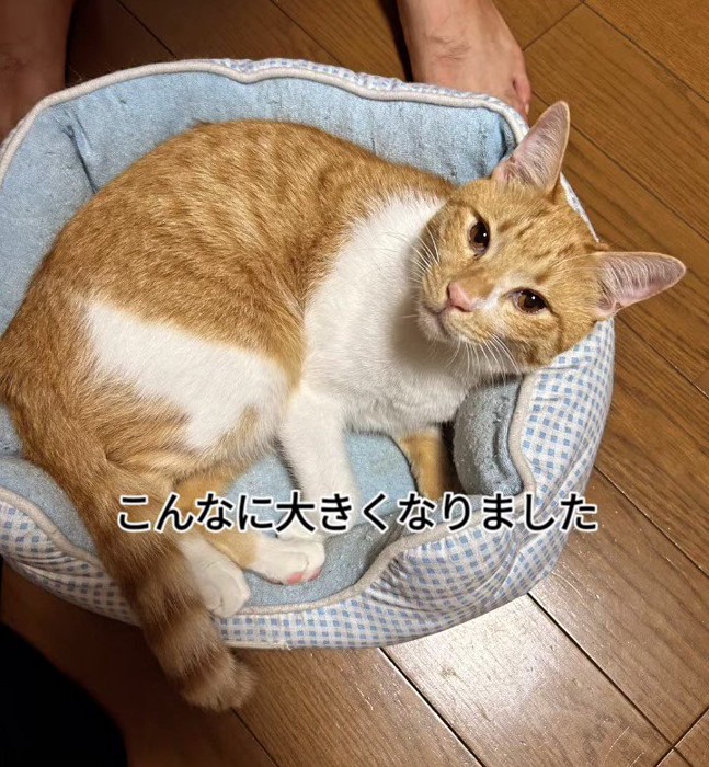 猫ベッドにいる猫