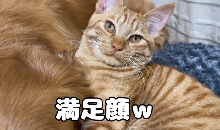 茶トラ猫