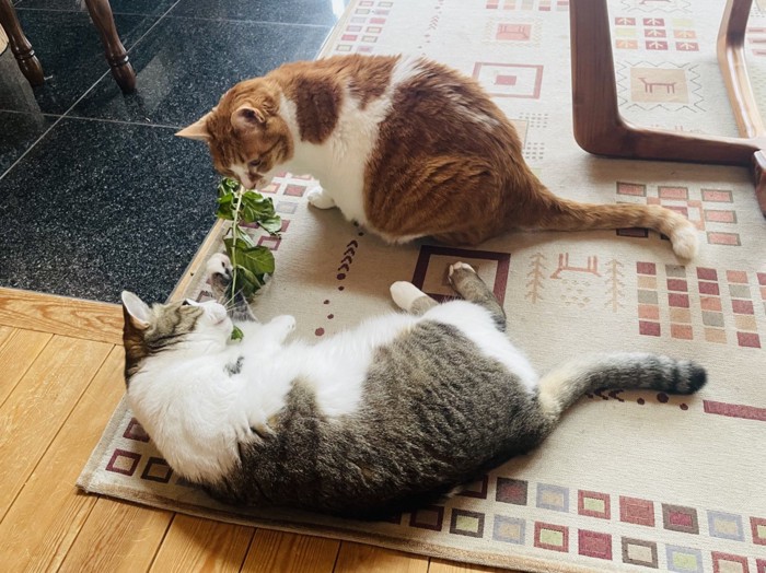 カーペットの上で遊ぶ2匹の猫