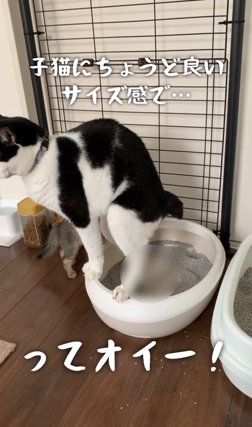 足元にモザイクがかかっている白黒猫