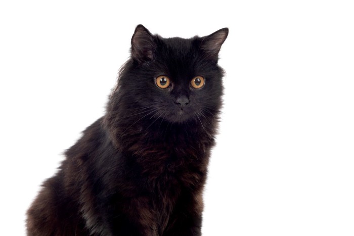 黒色のペルシャ