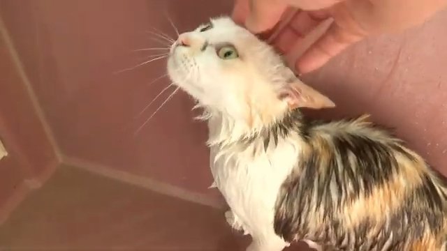 ピンクの背景 猫を撫でる手