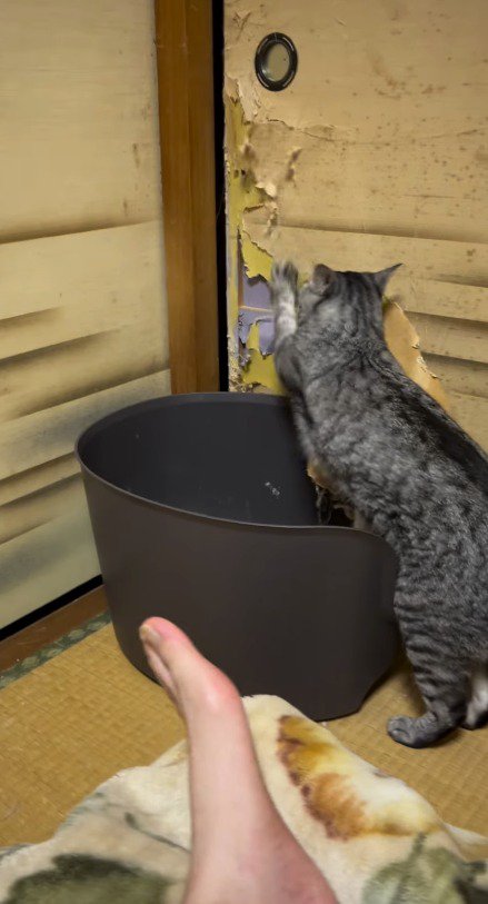 ふすまに前足をかけて引っ掻く猫