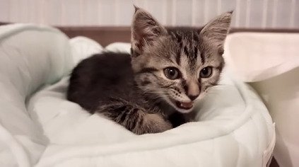 鳴く子猫