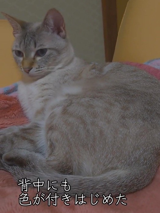 被毛が薄い茶色の猫