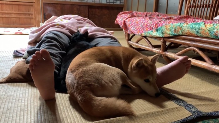 眠る猫と犬