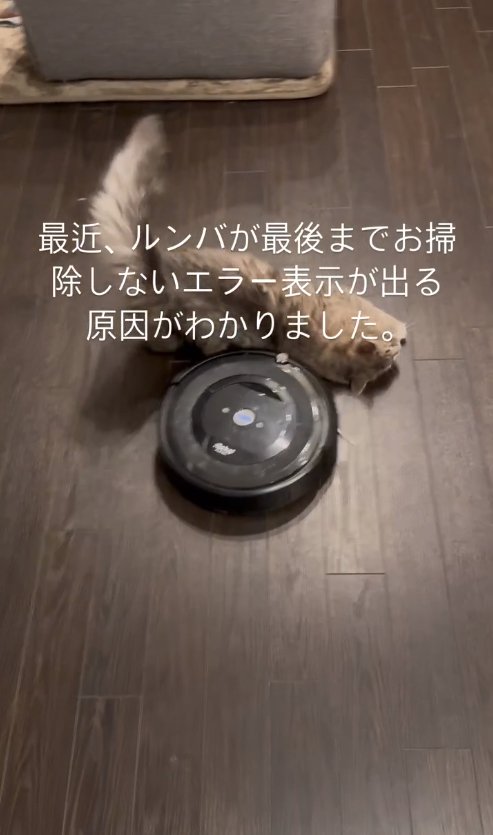 画面中央にいるルンバの前で背中を向けて上半身を倒している猫