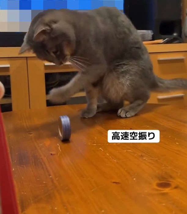 空振りする猫