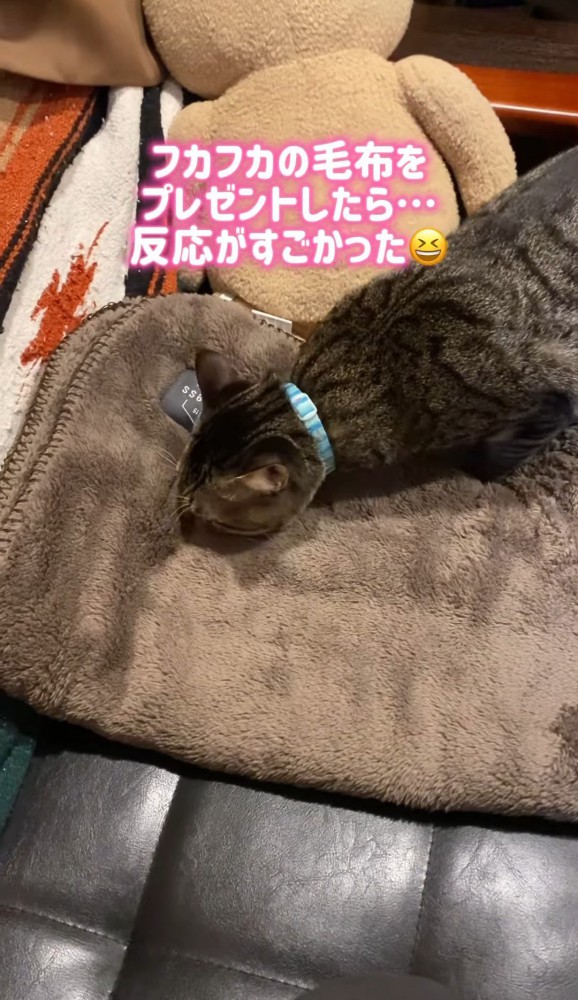 ソファの上の毛布と猫