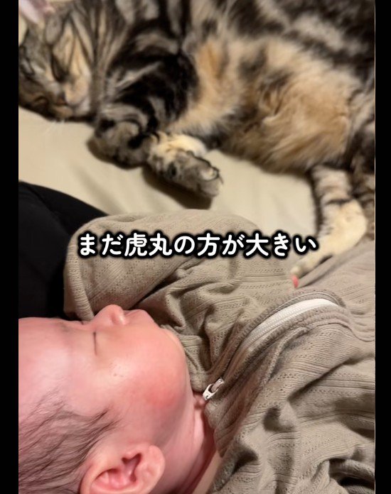 赤ちゃんと添い寝をしている猫