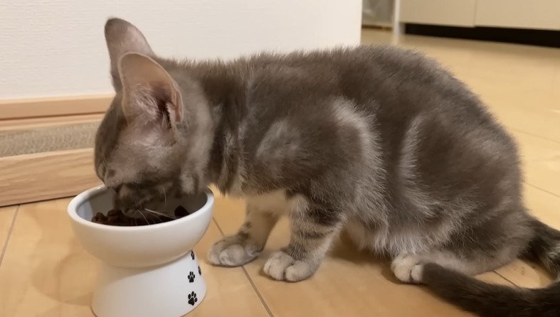 ご飯を食べる子猫