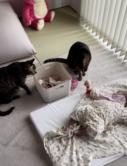 赤ちゃんがオモチャを猫の前に差し出し、そのオモチャを首を傾げて見る猫