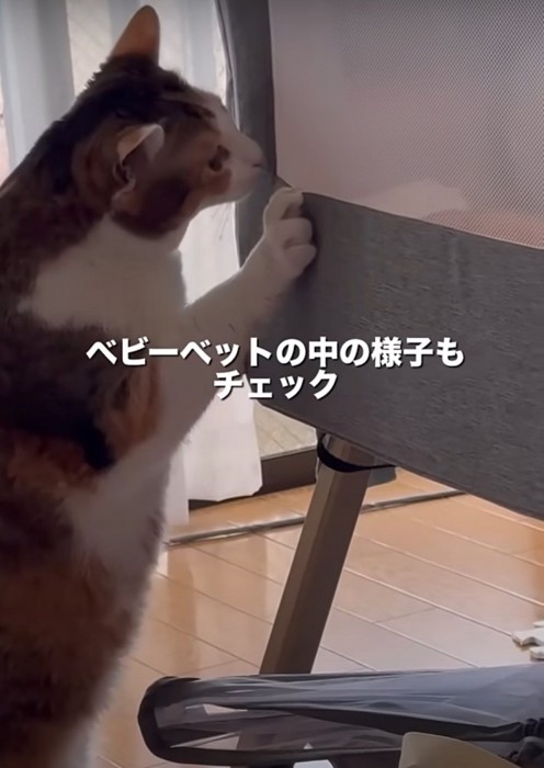 ベビーベッドを覗く猫