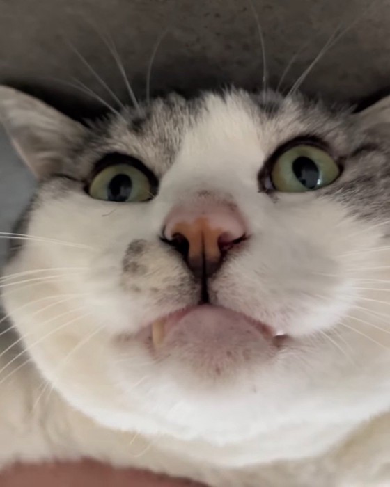 猫の顔
