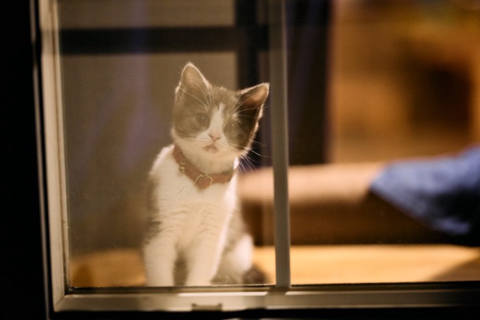 夜の窓辺で観察する猫