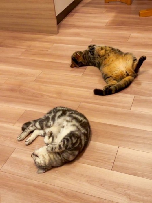 丸まって寝る猫（手前）とへそ天で体をねじって寝る猫（奥）
