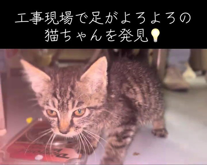 よろよろの子猫