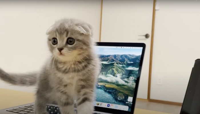 こちらを見る子猫