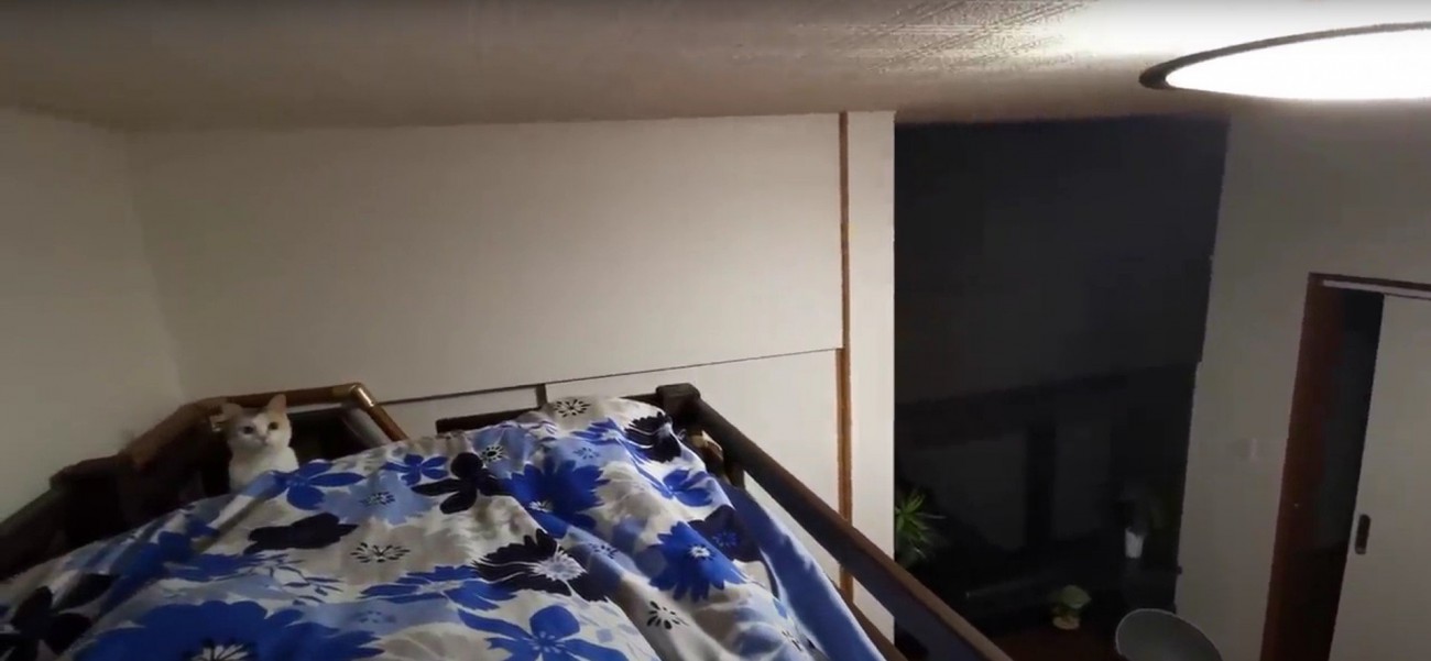 人の足元に顔を出している猫