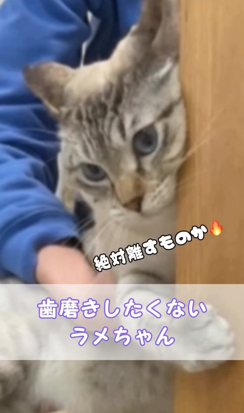 テーブルの脚にしがみついている猫「絶対離すものか」