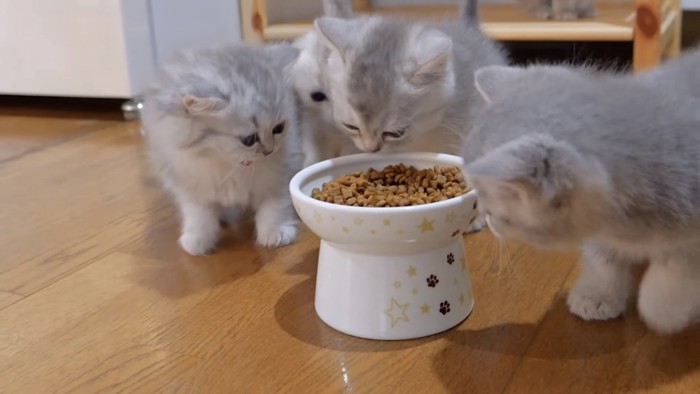 エサ皿に集まる子猫の写真