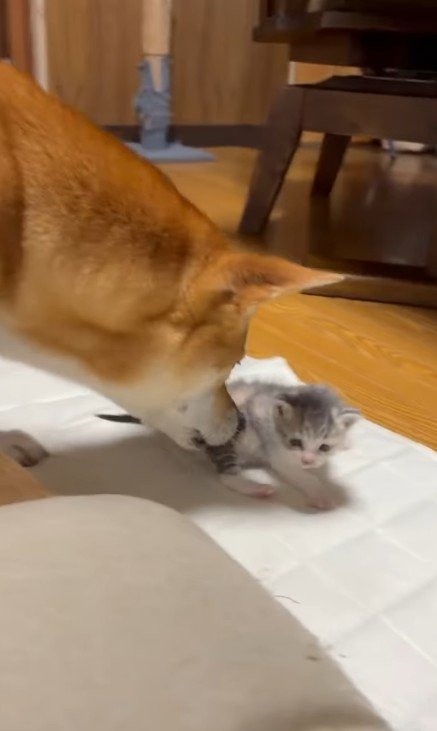 子猫をお世話する犬