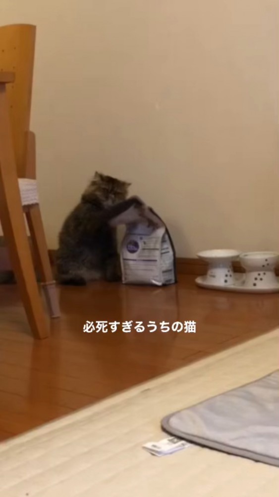 ごはんの袋の先に手をかけるぽちゃちゃん