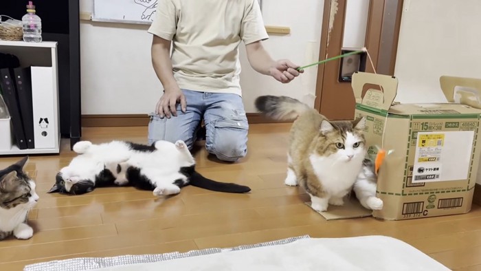 寝ころんだり眺めたりしながら段ボール箱が空くのを待つ猫たち