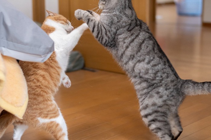 ケンカする2匹の猫