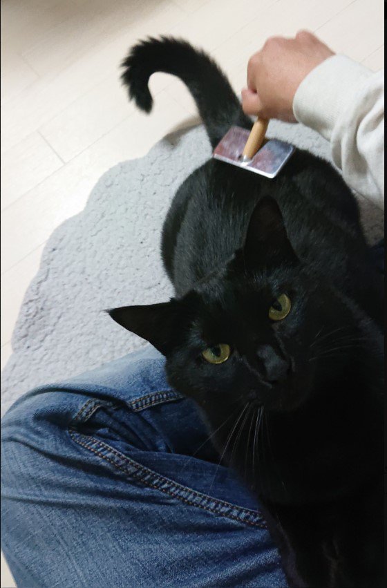 ブラシをされている猫