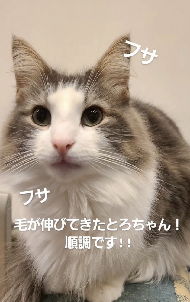 毛が伸びてきたミックス猫