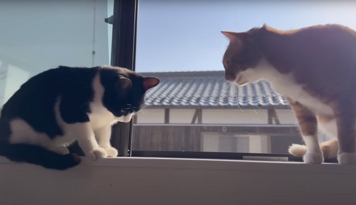 窓辺で向き合う2匹の猫