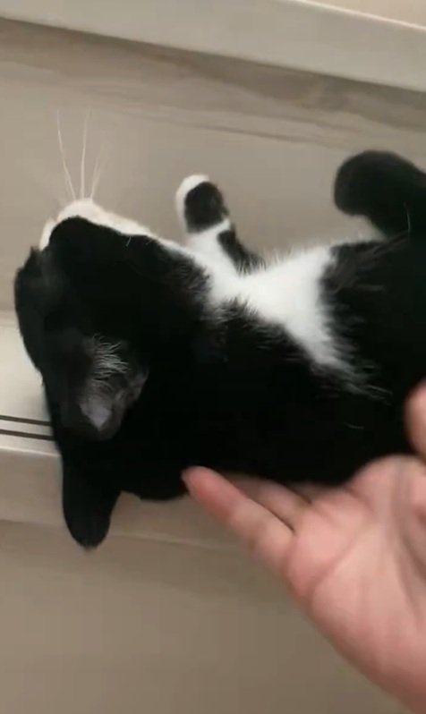 止められる猫