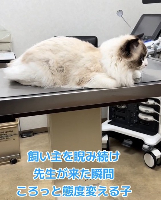 先生を見るムンタちゃん