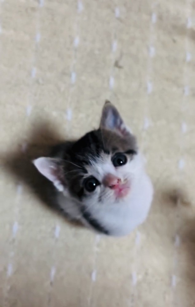 飼い主さんを見上げる子猫