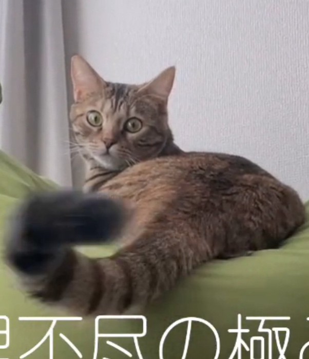 しっぽを振るエーデルちゃん