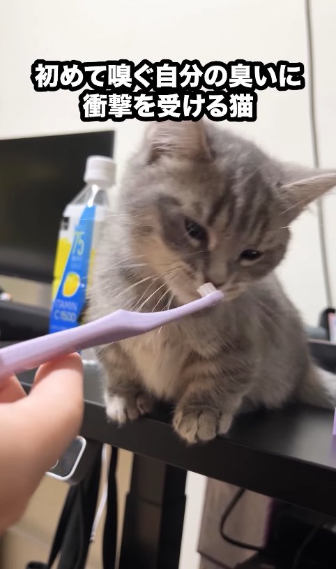 口の近くに歯ブラシを差し出されている子猫(目線斜め下)