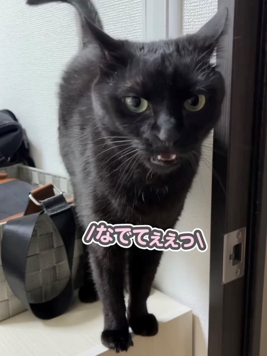 正面向きで撫でるよう要求鳴きしている猫